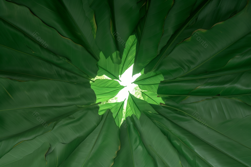 端午节粽子叶传统文化绿色系静物素材摄影广告素材,高清,摄影图,摄影图片,图片大全,摄影图免费下载